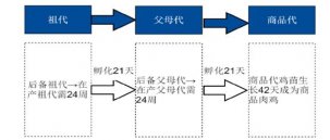 鸡肉疯狂涨价！餐企要如何应对？【重庆火锅底料批发】